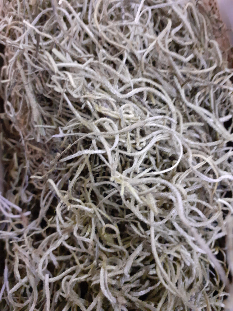 Tillancia Moss (Forest Moss) Bag Apple Green 10g