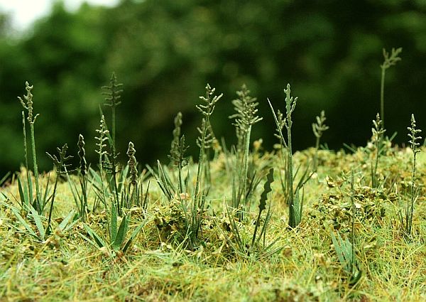 Model Scene - LOW VEGETATION 1:32 / 1:35 Fescue