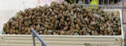 1/35 Scale pack of Sugar Beet 25g