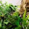 Jungle pack - Assorted jungle plants and grass - Large Diorama set