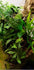 Jungle pack - Assorted jungle plants and grass - Large Diorama set