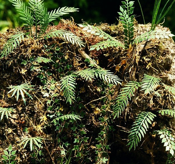 Model Scene - LOW VEGETATION 1:32 / 1:35 Jungle set 2