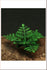 1/35 Scale Greenline Ferns Plant set GL-053