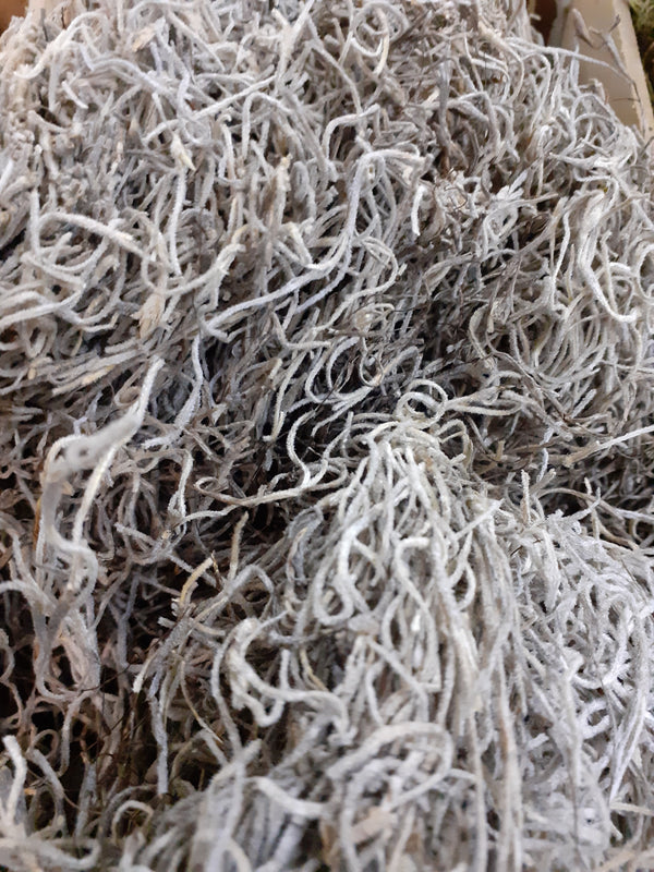 Tillandsia Moss (Forest Moss) Bag Natural White x 200g