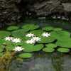 Model Scene - LOW VEGETATION 1:32 / 1:35 Waterlily 1:35
