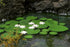 Model Scene - LOW VEGETATION 1:32 / 1:35 Waterlily 1:35