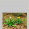 1/35 Scale Greenline Dandelion Plants Plantains